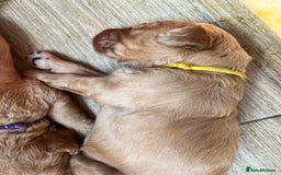 Mixed Breed dogs for sale: Multi generational goldendoodle puppies - Image 5