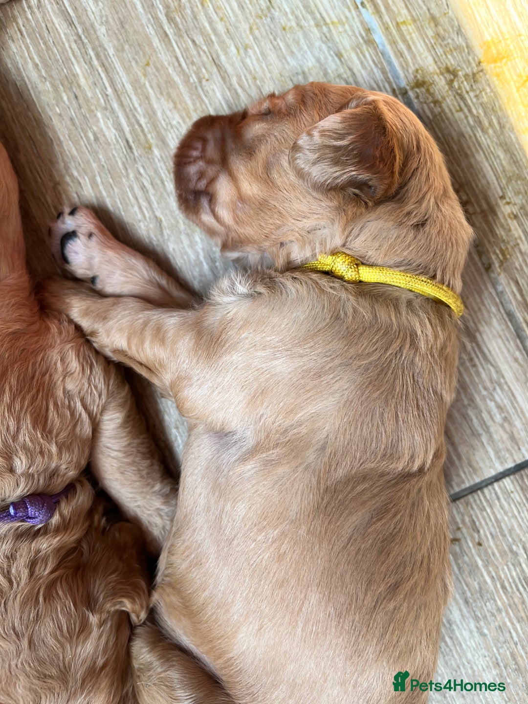 Mixed Breed dogs for sale: Multi generational goldendoodle puppies - Image 5
