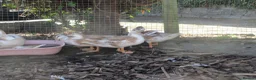 Ducks poultry for sale: Chocolate Appleyard Call Duck Pairs - Advert 2