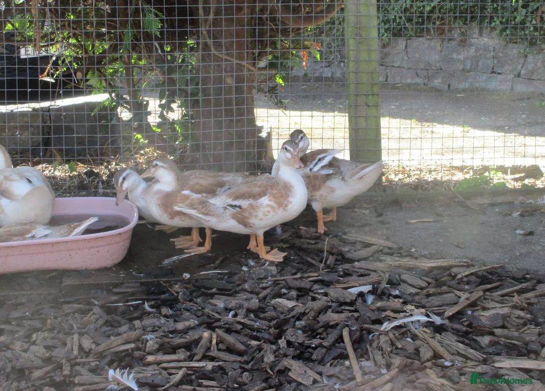 Ducks poultry for sale: Chocolate Appleyard Call Duck Pairs - Advert 2