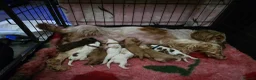 Cocker Spaniel dogs for sale: 🧡🐾🧡Beautiful Cocker Spaniel Puppies coming soon - Advert 12