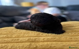 Cockapoo dogs for sale: Cockerpoo f1b - Image 2