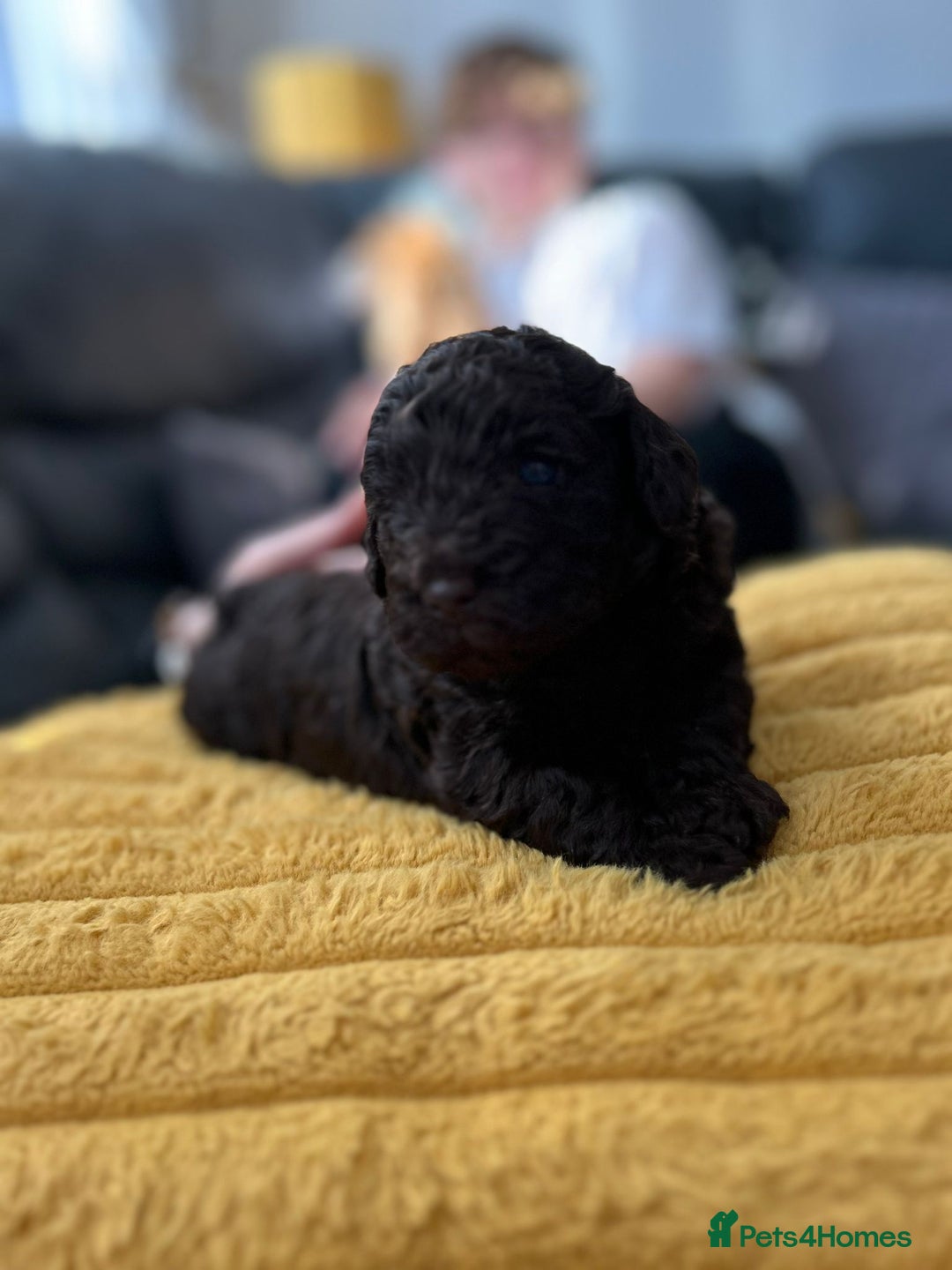 Cockapoo dogs for sale: Cockerpoo f1b - Image 2