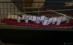 English Bull Terrier dogs for sale: The last 2x EBT Babies... - Image 6