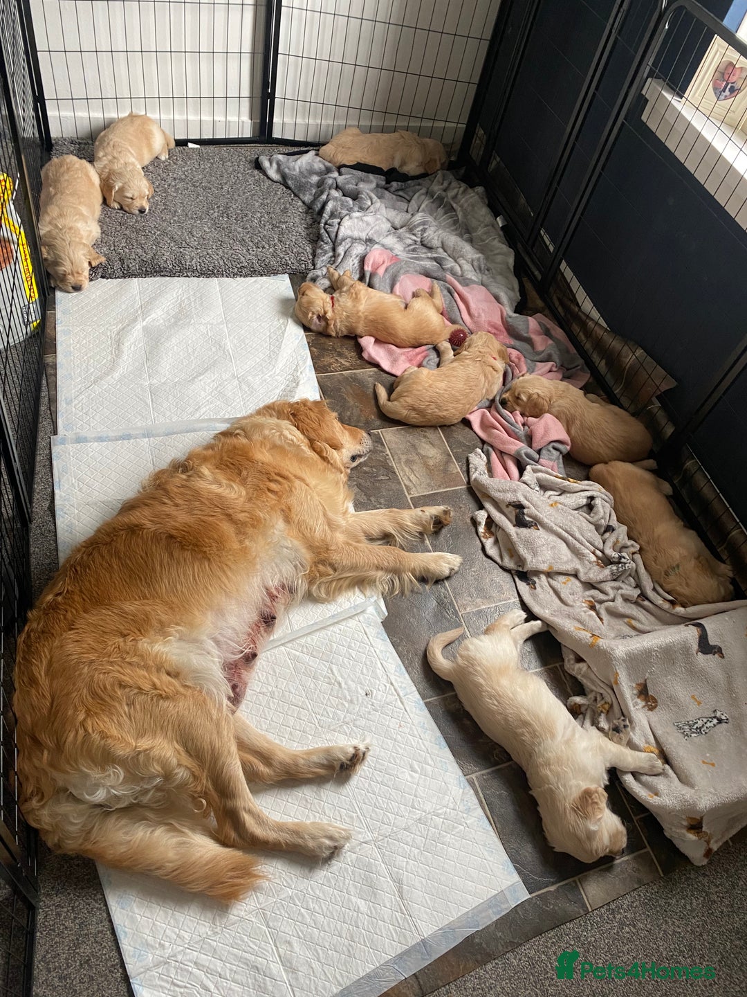 Golden Retriever dogs for sale: Golden Retriever Puppies (3 x Females Available) - Image 7