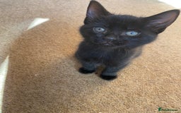 Mixed Breed cats for sale: Beautiful Kittens - Image 17