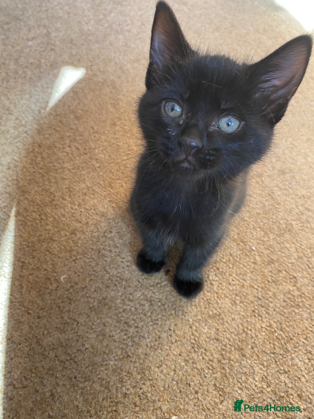 Mixed Breed cats for sale: Beautiful Kittens - Image 17