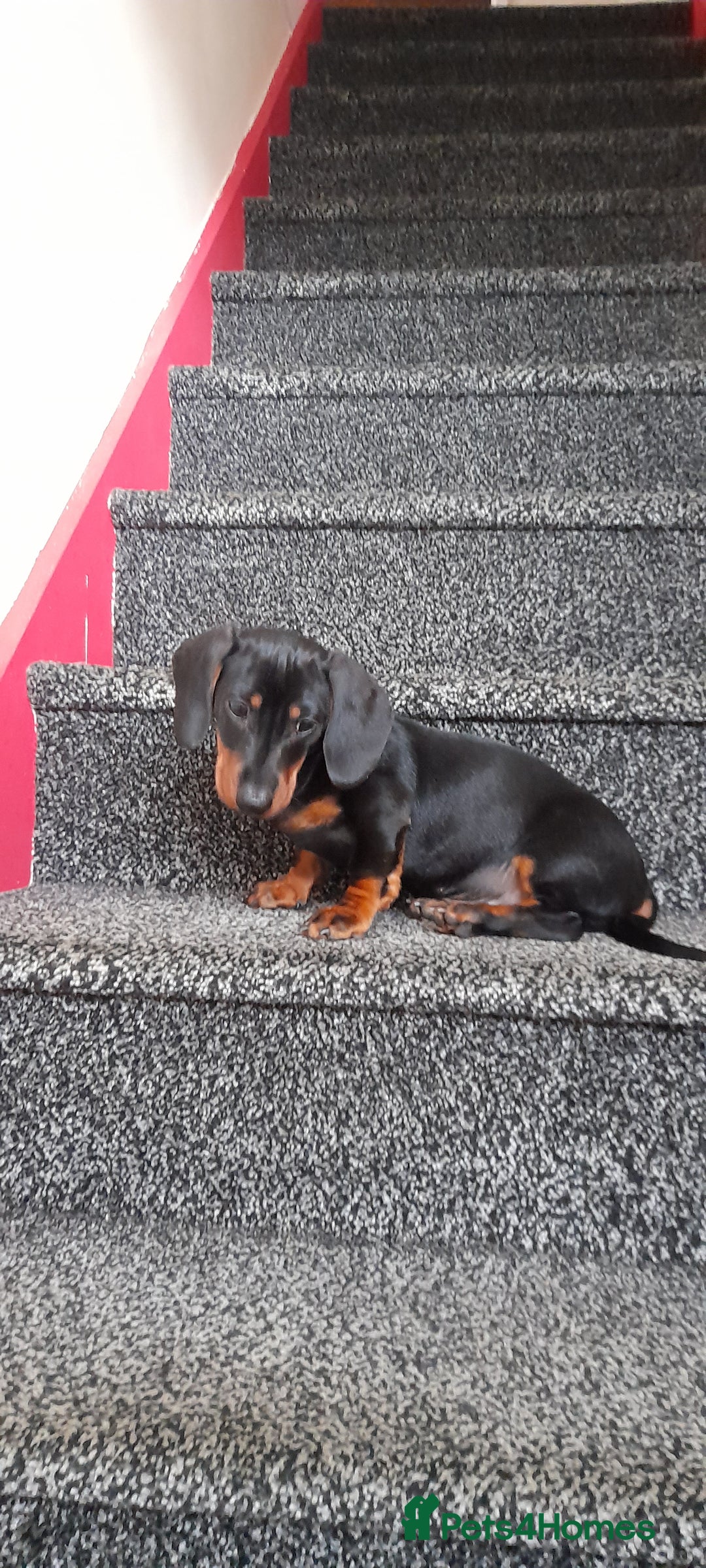 Miniature Dachshund dogs for sale: 14 weeks old 2 girls 2 boys miniature dachshunds - Image 10