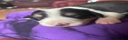 Mixed Breed dogs for sale: Border collie x beagle pups - Advert 8
