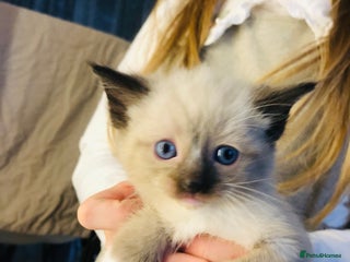 Ragdoll cats Ragdoll kittens - Advert 14