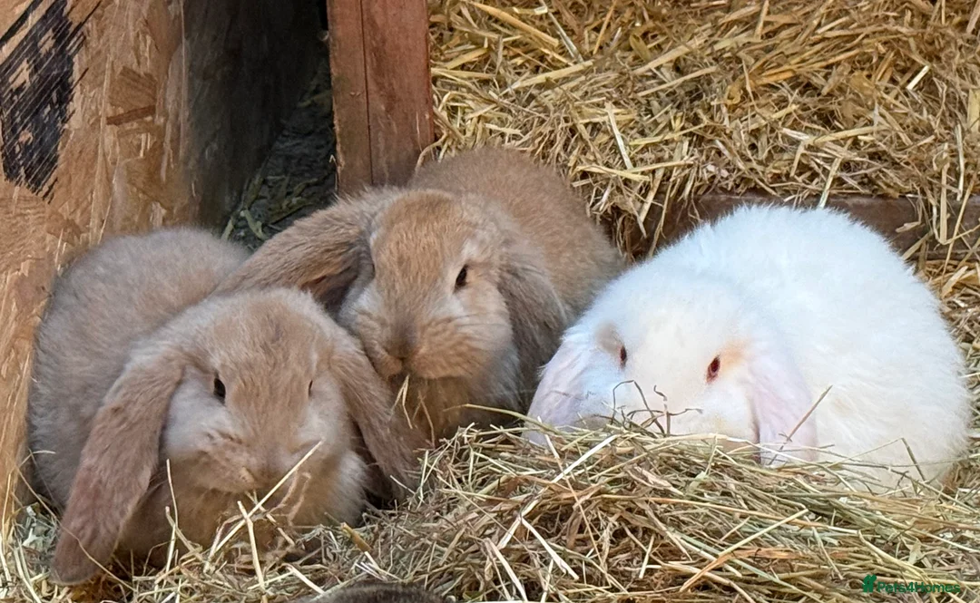 French Lop rabbits for sale: Gorgeous French lop bunnies - Advert 2