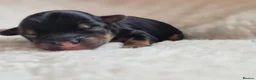Yorkshire Terrier dogs for sale: Gorgeous Lilliputian Yorkies available  - Advert 20