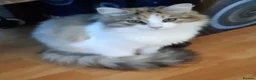 Siberian cats for sale: Gorgeous Siberian Girl - Advert 5