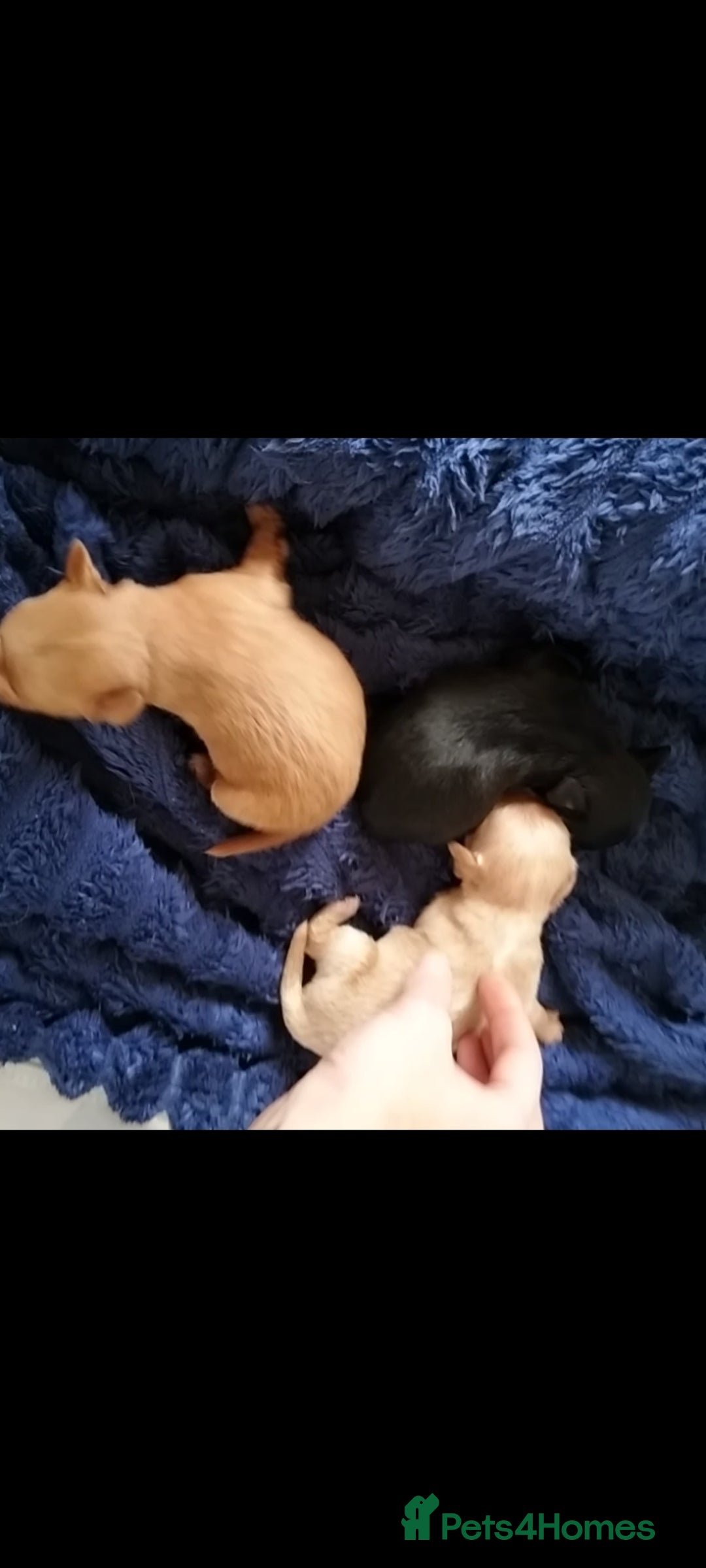 Mixed Breed dogs for sale: Beautiful  - Image 4