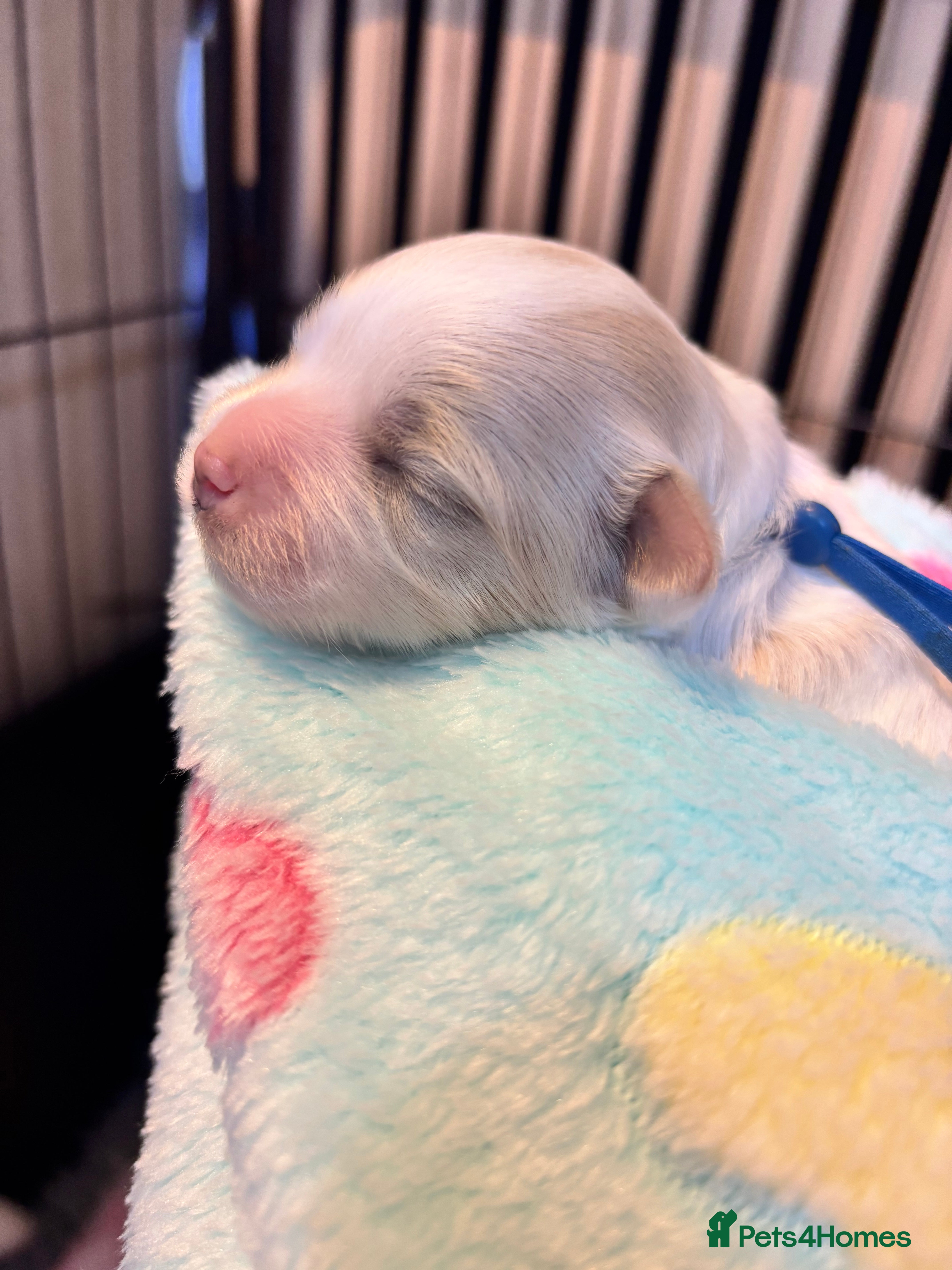 Maltipoo dogs 💞 Beautiful F1b Maltipoo puppies 💙 - Advert 10