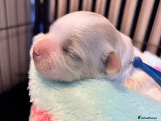 Maltipoo dogs 💞 Beautiful F1b Maltipoo puppies 💙 - Advert 10