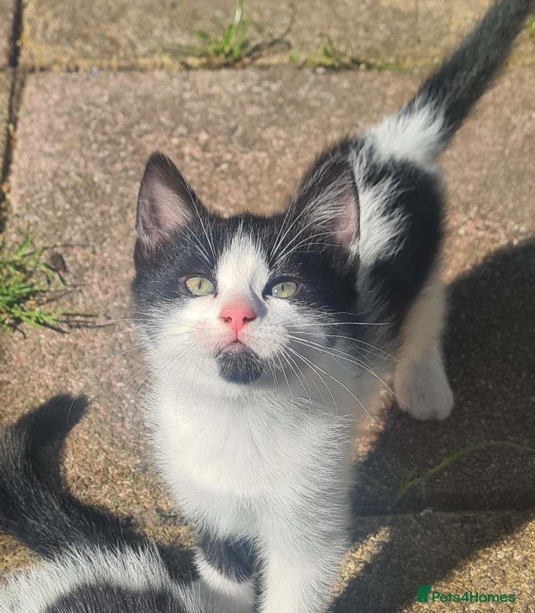 Mixed Breed cats Forever homes needed  - Advert 9