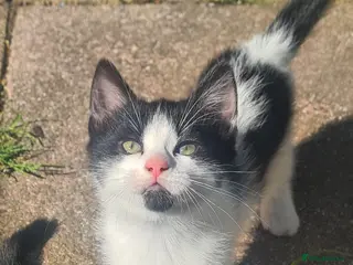 Mixed Breed cats Forever homes needed - Advert 9