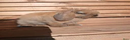 Mini Lop rabbits for sale: (ON HOLD) Stunning purebred mini lop baby buck - Advert 9
