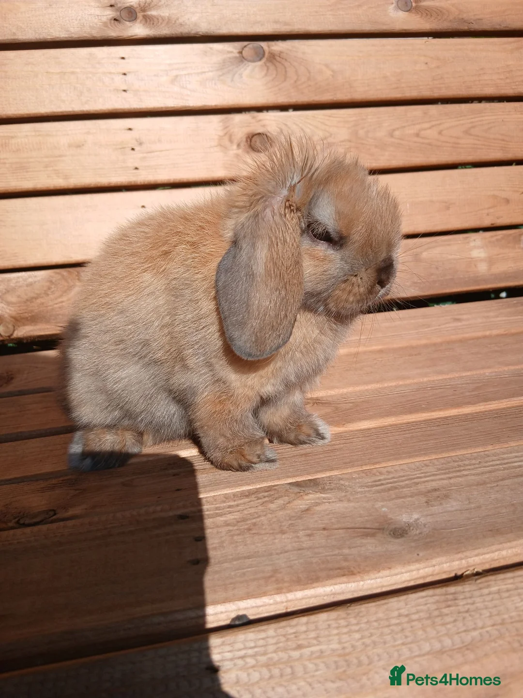 Mini Lop rabbits for sale: (ON HOLD) Stunning purebred mini lop baby buck - Advert 9