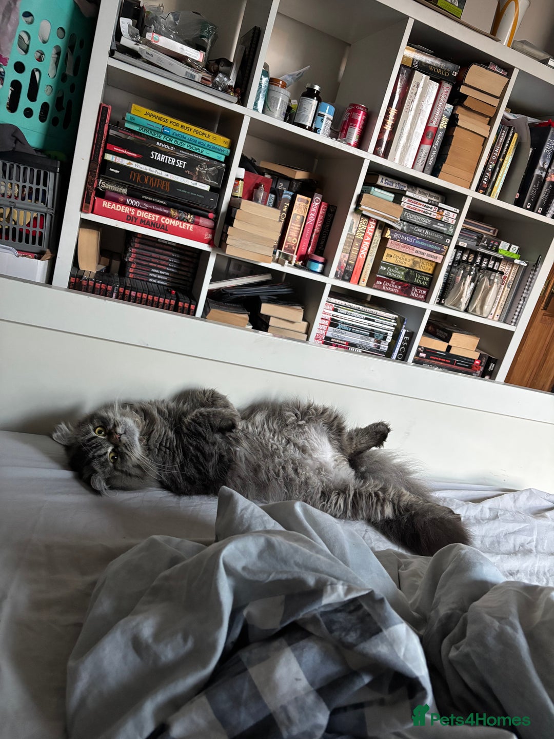 British Longhair cats for stud: Beautiful Bumble available for stud  in Dover - Image 5