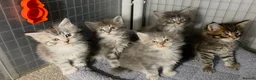 Maine Coon cats for sale: Tica Beautiful Maine Coon Kittens  in Sittingbourne - Advert 16