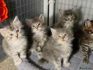 Maine Coon cats Tica Beautiful Maine Coon Kittens - Advert 7