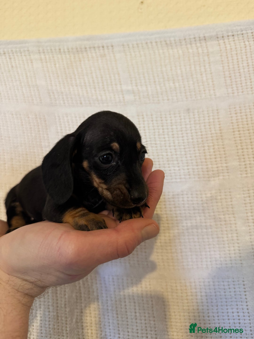 Miniature Dachshund dogs for sale: KC registered miniature dachshunds  - Advert 9