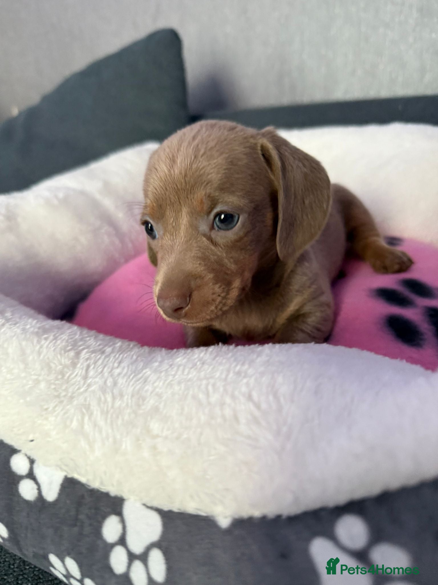 Dachshund dogs Gorgeous litter Only girls left🌈 - Advert 2