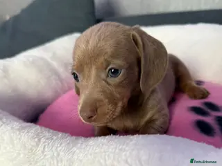 Dachshund dogs Gorgeous litter Only girls left🌈 - Advert 2
