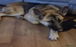 German Shepherd dogs for sale: German shepherd  - Image 2