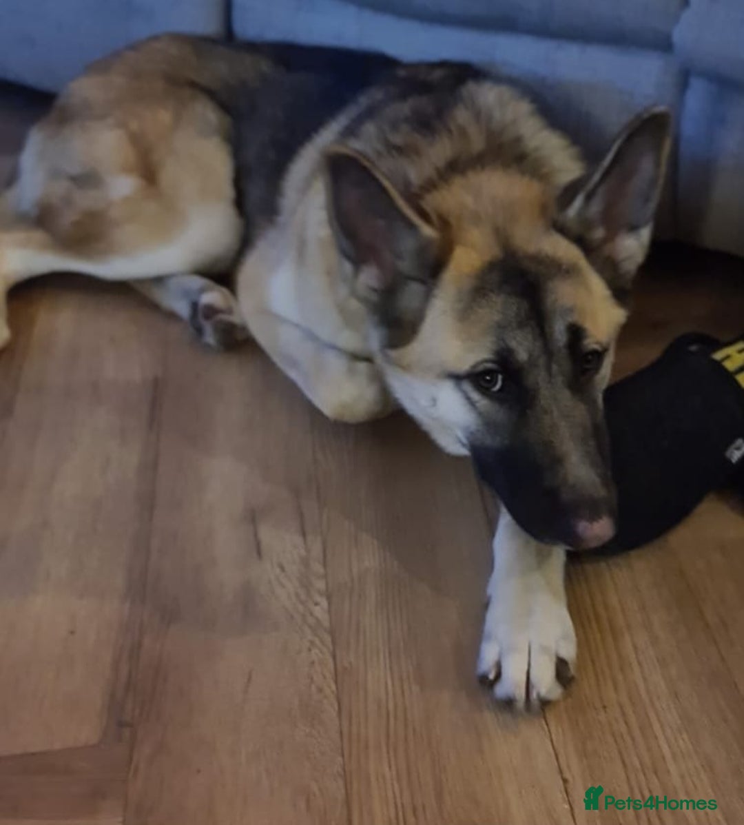 German Shepherd dogs for sale: German shepherd  - Image 2