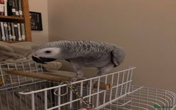 Parrots birds for sale: African grey  - Image 4