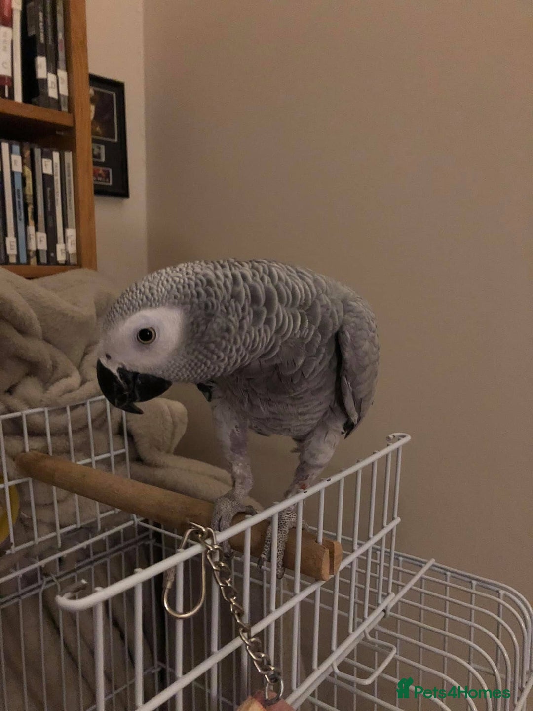Parrots birds for sale: African grey  - Image 4