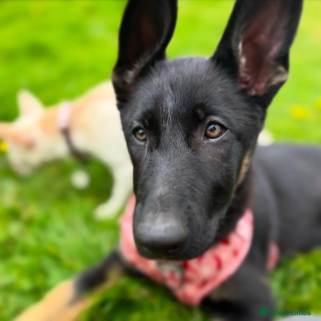 German Shepherd dogs for sale: Trainer owned - Stable, Confident Puppy - Advert 2