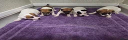 Jack Russell dogs for sale: Jack russell pups  in Stevenston - Advert 7
