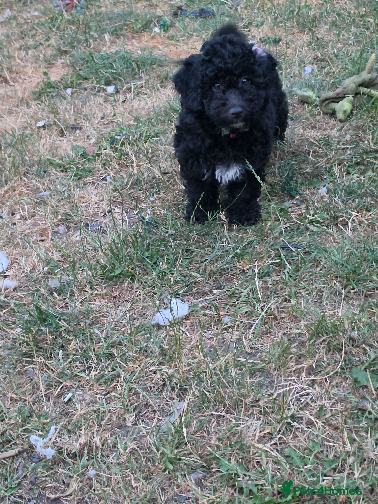 Poochon dogs 2 beautiful poochon puppys black n white for sale  - Advert 1