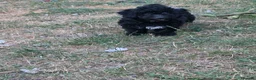 Poochon dogs for sale: 2 beautiful poochon puppys black n white for sale  - Advert 1