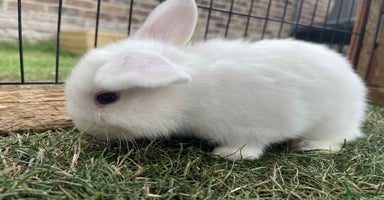 Mini Lop rabbits - Advert 3