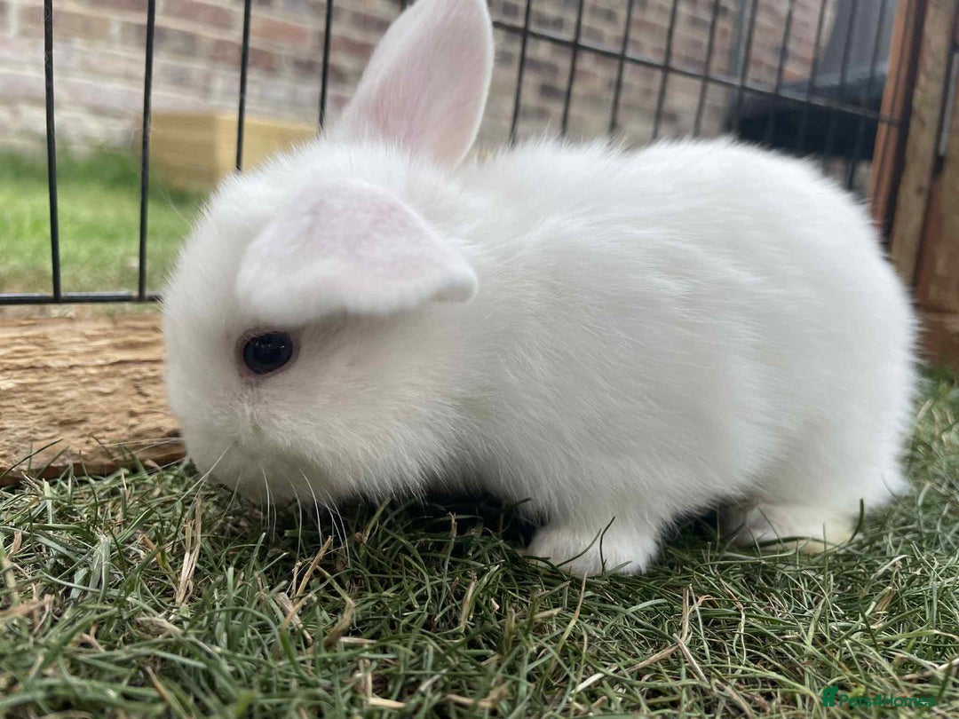 Mini Lop rabbits for sale: Mini lop cross french lop - Image 2