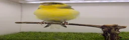 Canaries birds for sale: Persian and Lancashire canary’s  - Advert 6