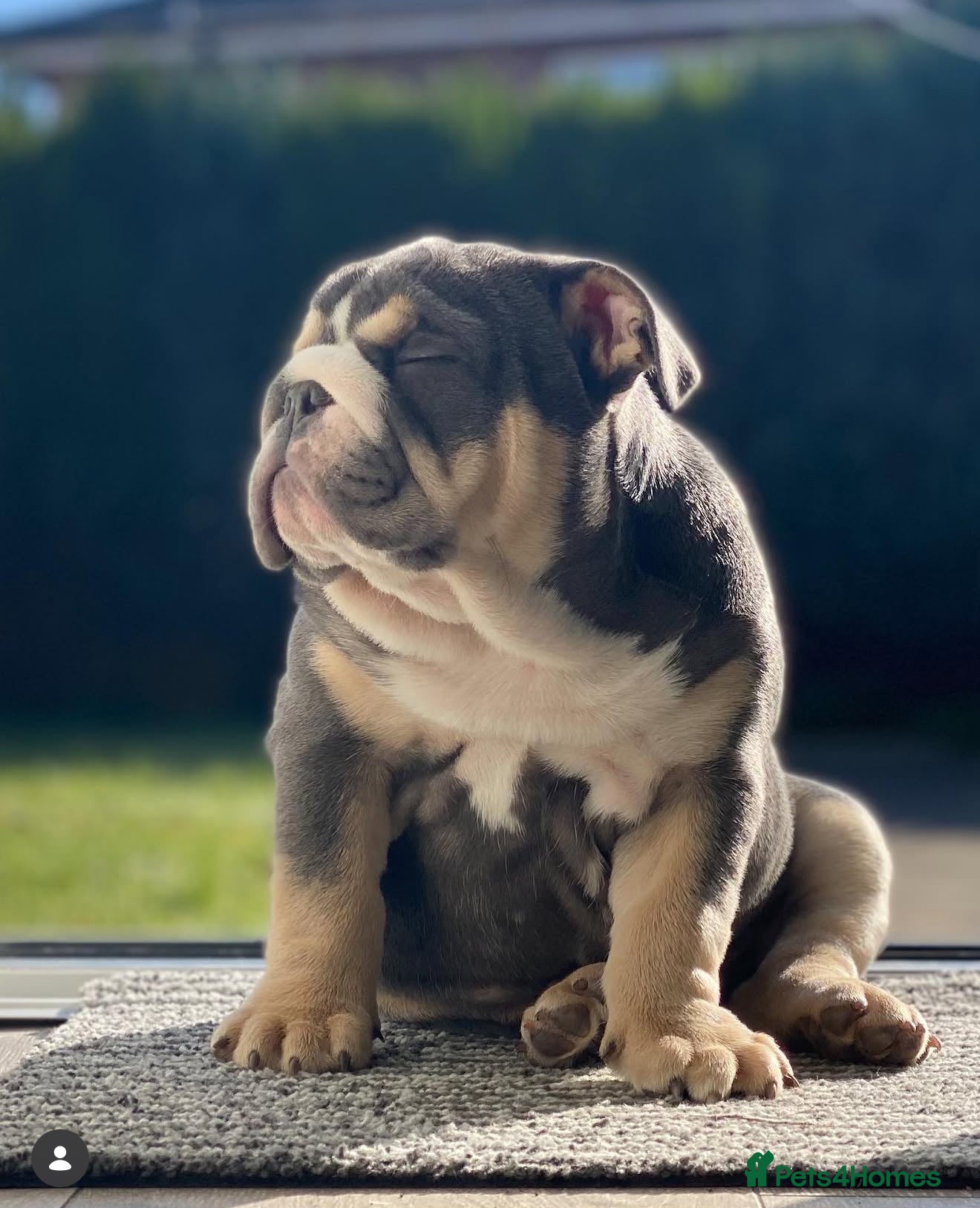 English Bulldog dogs English bulldog  - Advert 9