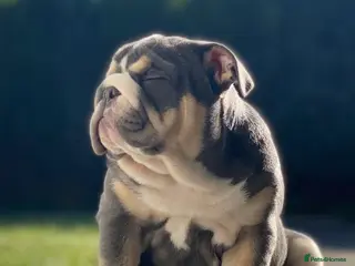 English Bulldog dogs English bulldog - Advert 5