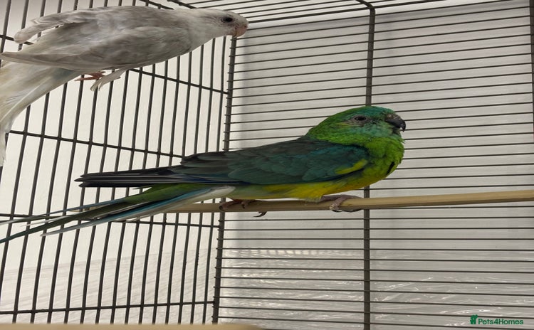 Parakeets birds - Advert 1