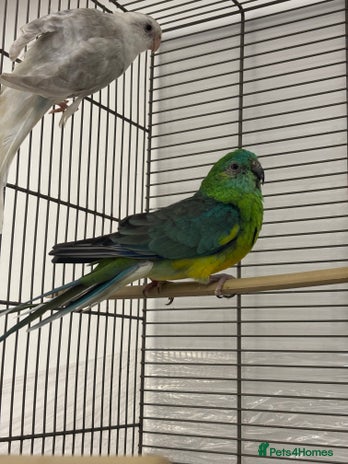 Parakeets birds - Advert 14