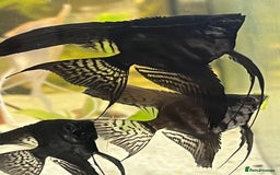 Angelfish fish for sale: Black long wide fin ghost pinoys.  - Image 2