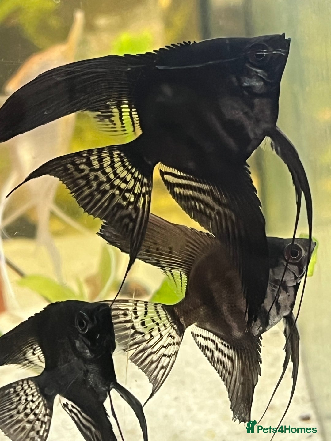 Angelfish fish for sale: Black long wide fin ghost pinoys.  - Image 2