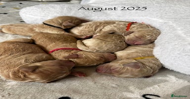 Goldendoodle dogs - Advert 13