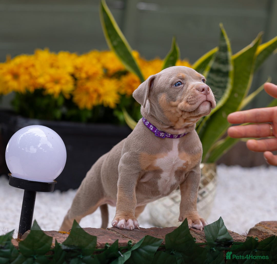 American Bully dogs for sale: American Bully Pocket  - Image 2