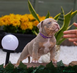 American Bully Puppy 3